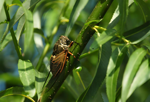 【大暑】寻静赏盛夏，蓄力前行