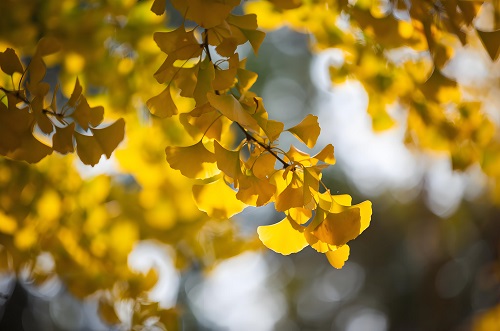 立秋｜万物有时，生态有序——与自然共赴一场「秋收之约」